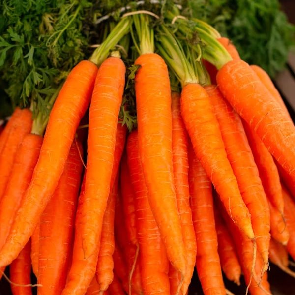 actagob-carrots-closeup
