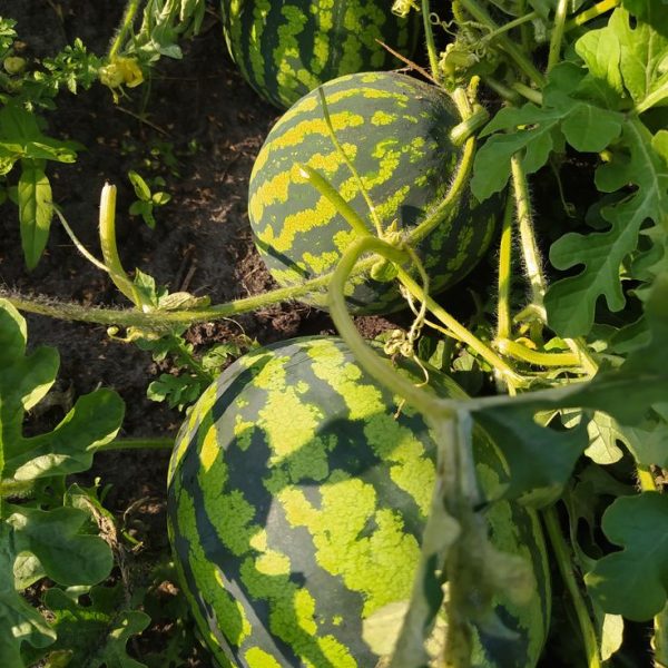 actagob-watermelons-closeup