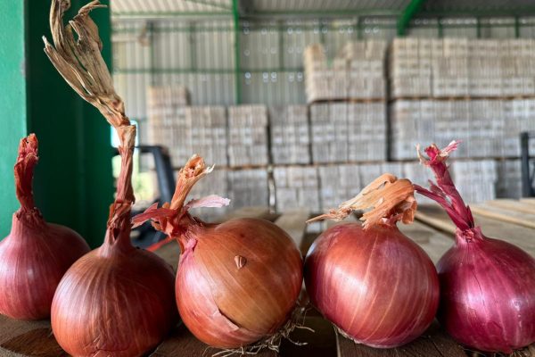 actagob-onions